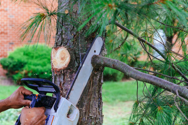 Best Storm Damage Tree Cleanup  in East Speer, NC